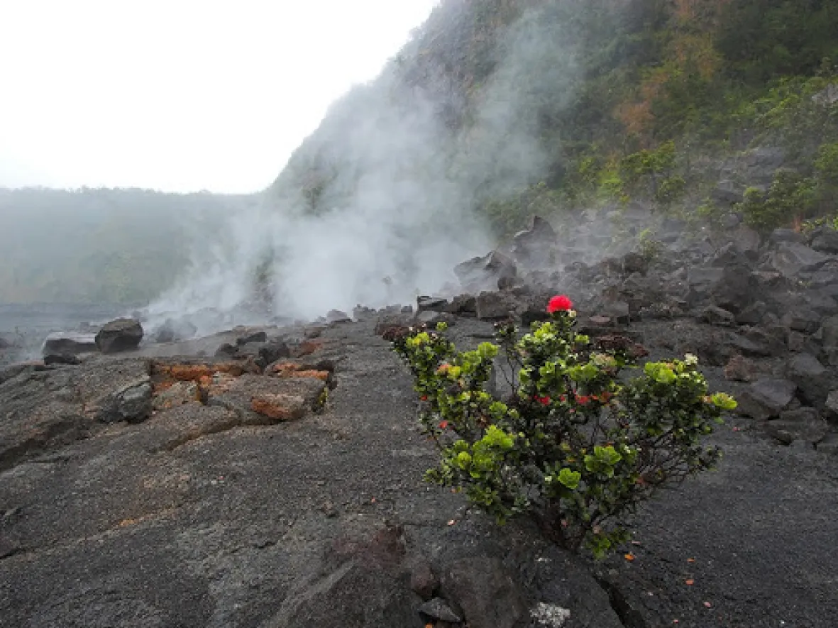 Volcano with tree growing
